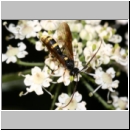 Exenterus amictorius - Schlupfwespe - Parasite of Diprion pini 088b 11mm-fdet02.jpg